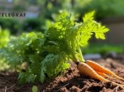 Особенно тщательно нужно ухаживать за морковью летом