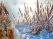 Погода в Украине в конце января