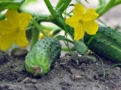 Чем удобрять огурцы в августе
