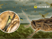 Сарану помітили в Києві та Рівному