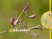 Эмпуза полосатая