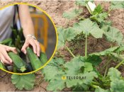 Як збільшити врожай кабачків у липні