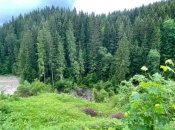 У Карпатах через зсуви ґрунту "зникло" озеро (Фото)