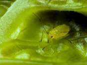 Тля может легко уничтожить растительность