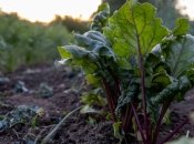 Лучшие сроки для посадки свеклы