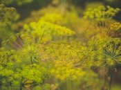 Чем полезен укроп