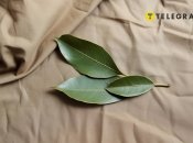 Эта специя считается богатой магическими свойствами