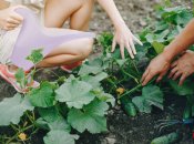 Подкормка огурцов перед плодоношением и после него - важное дело