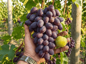 Виноград Рембо — справжній силач і просто красень