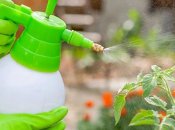 Від попелиці не залишиться і сліду