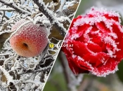 Заморозки в Україні