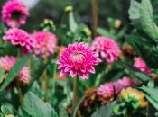 Георгины – украшения любого участка