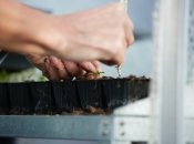 Лютий підходить для посіву квітів та овочів