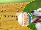 Поле, пес, термометр