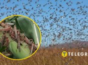 Сарана в Україні