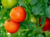 Як поливати помідори, щоб урожай був здоровим