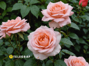 Когда нужно обрезать розы