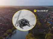 Рідкісного павука побачили в Кривому Розі