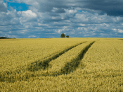 Частіше вони живуть у степу