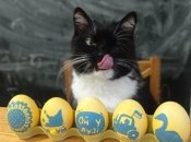 Кот Бандера