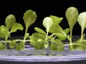 Выращенный без света салат