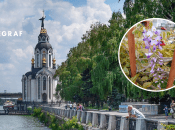 Гліцинія