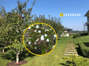 Отруйні рослини