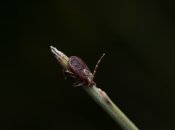 Клопы досаждают и людям, и животным