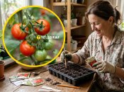 Есть три сорта помидоров, которые сейчас самое время посеять на рассаду