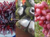 Какой виноград самый красивый и необычный?