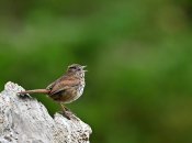 Воробьи в городской среде