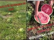 Спелые арбузы остались невостребованы