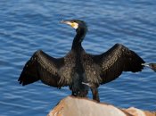 Баклан большой