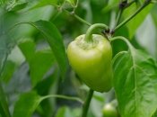 Як удобрювати перець у серпні