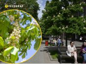 Каштани цвітуть