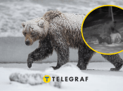 Ведмідь грав із тюком сіна, наче ліпив сніговика