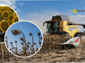 Аграрії Дніпропетровщині скаржаться на врожай соняшника