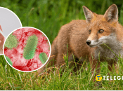 Лисиці можуть переносити сказ