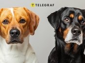 Собака-талісман (фото створене з допомогою ШІ)