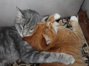 Сделали расклад Таро для каждого знака Зодиака на октябрь 2023