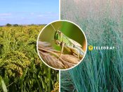 Навала сарани в Україні триває вже кілька тижнів