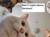 Тот, кто рано встает… Тот мяукает, царапается, носится по квартире, и получает тапком: веселые шутки о котах