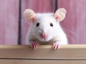 Гуманные способы борьбы