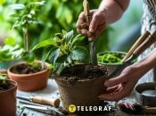 Растения нужно регулярно пересаживать (изображение создано с помощью ИИ)