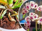 Орхидее нужно обеспечивать условия, необходимые для ее правильного развития