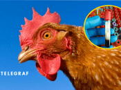 Птичий грипп