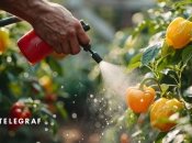 Таке підживлення чудово підійде і перцям, і томатам