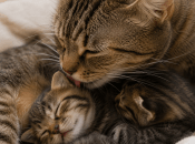 Кошка вылизывает котят