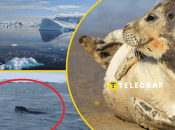 Коллаж "Телеграфа"