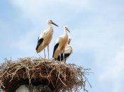 Белые аисты, иллюстрация